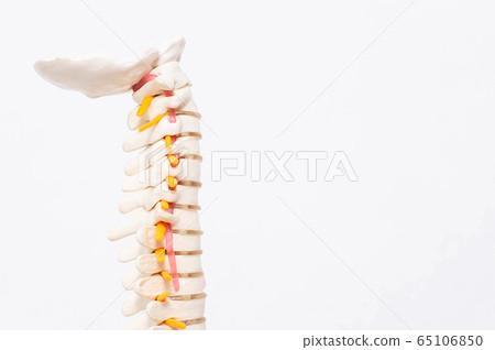 Model of the cervical spine with blood vessels on a white background. The concept of lordosis and spondylosis of the cervical spine, Atlant and Epistrophea, copy space Model of the cervical spine with blood vessels on a white background. The concept of lordosis and spondylosis of the cervical spine, Atlant and Epistrophea, copy space 65106850