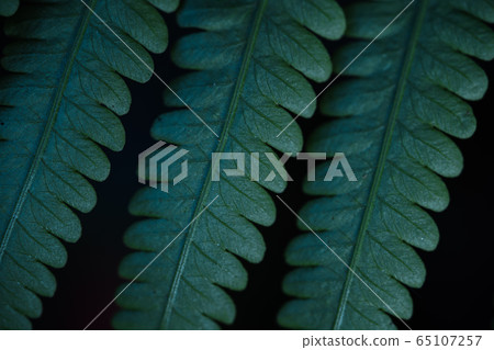 Close-Up Of  Dark green leaves 65107257