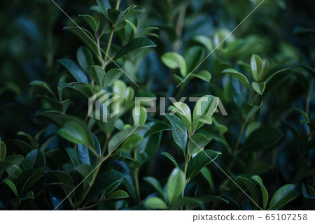 Close-Up Of  Dark green leaves 65107258