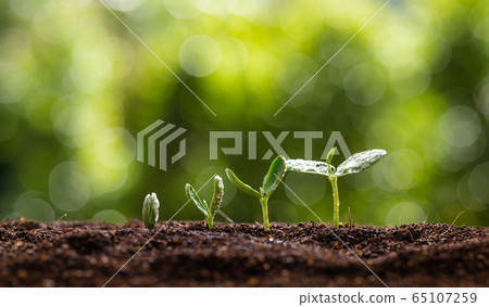 Three saplings are growing on the soil and a 65107259