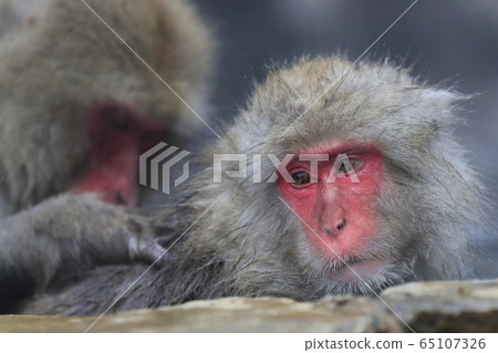 在Jigokudani猴子公園的雪猴子 在Jigokudani猴子公園的雪猴子 65107326