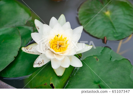 Colorful lotus flower with leaf in water park pond 65107347