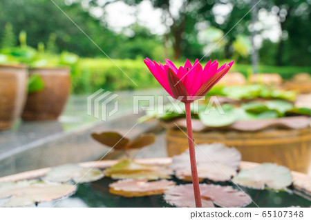 Colorful lotus flower with leaf in water park pond 65107348