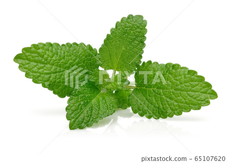 Bunch of lemon balm or melissa plant isolated 65107620
