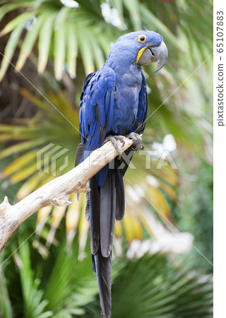 Hyacinth macaw perching Hyacinth macaw perching 65107883