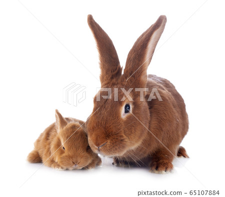 young rabbit and mother 65107884