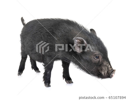 vietnamese pig in studio vietnamese pig in studio 65107894