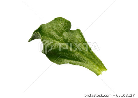 Ice plant, leafy vegetables 65108127