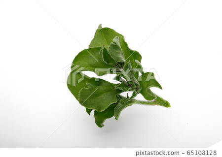 Ice plant, leafy vegetables 65108128