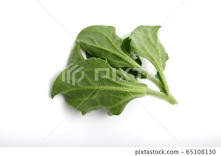 Ice plant, leafy vegetables Ice plant, leafy vegetables 65108130