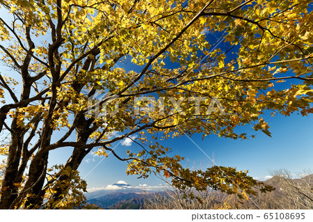 丹澤山·在Nabeyama山和富士山的楓葉黃葉 丹澤山·在Nabeyama山和富士山的楓葉黃葉 65108695