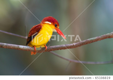 Beautiful Rufous-backed kingfisher (Cexy rufidorsa) uprisen angle view, front shot, perching on pricky branches under the clear sky in tropical lowland forest in national park of southern Thailand.  65108819