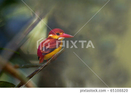 Beautiful Rufous-backed kingfisher (Cexy rufidorsa) uprisen angle view, side shot, perch on top of the branches under the clear sky in tropical lowland forest in national park of southern Thailand.  65108820