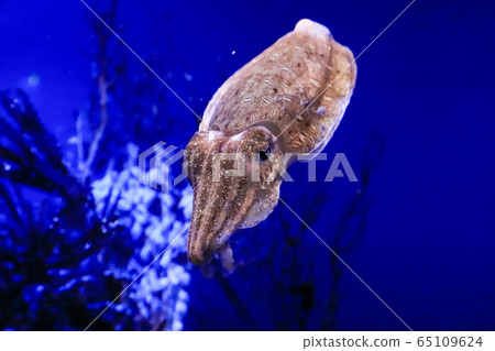 Kaminari Squid 65109624