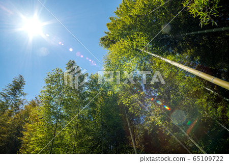 陽光下的竹林 65109722