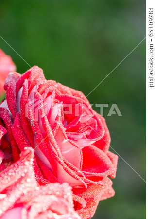 Big red rose macro Big red rose macro 65109783