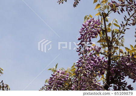 Wisteria flowers Wisteria flowers 65109879