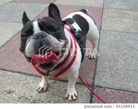 French bulldog with a pad pattern 65109913