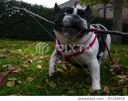 French bulldog with a pad pattern 65109916