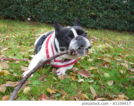 French bulldog with a pad pattern French bulldog with a pad pattern 65109917