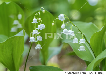 山谷的百合花，春天的花朵 65110082
