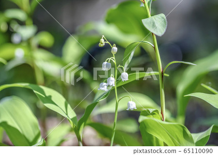 山谷的百合花,春天的花朵 山谷的百合花,春天的花朵 65110090