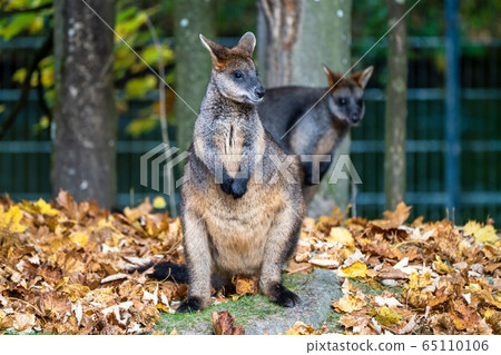 Swamp Wallaby, Wallabia bicolor, is one of the Swamp Wallaby, Wallabia bicolor, is one of the 65110106
