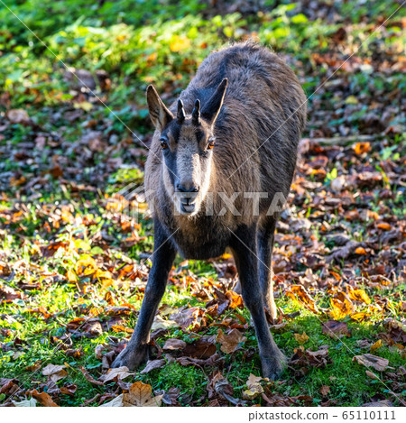 Domestic Goat, Capra aegagrus hircus in a park Domestic Goat, Capra aegagrus hircus in a park 65110111