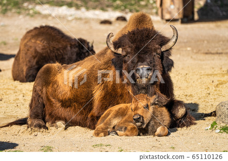 American buffalo known as bison, Bos bison in the 65110126