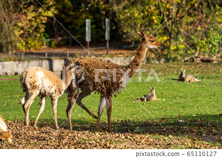 Vicunas, Vicugna Vicugna, relatives of the llama 65110127