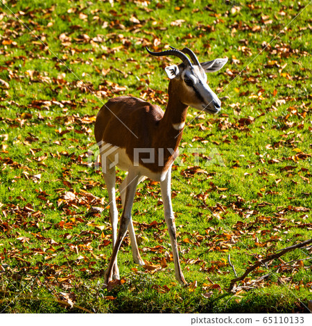 Dama gazelle, Gazella dama mhorr or mhorr gazelle 65110133