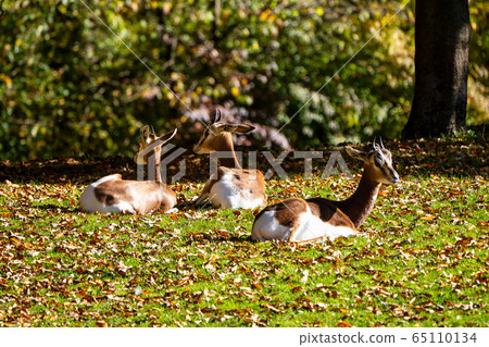 Dama gazelle, Gazella dama mhorr or mhorr gazelle 65110134