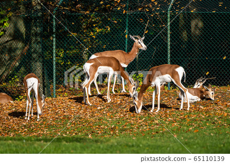 Dama gazelle, Gazella dama mhorr or mhorr gazelle 65110139