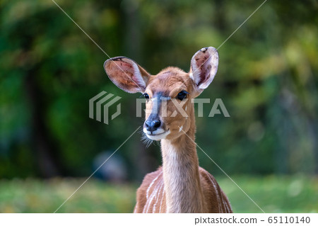 Nyala Antelope - Tragelaphus angasii. Wild life Nyala Antelope - Tragelaphus angasii. Wild life 65110140
