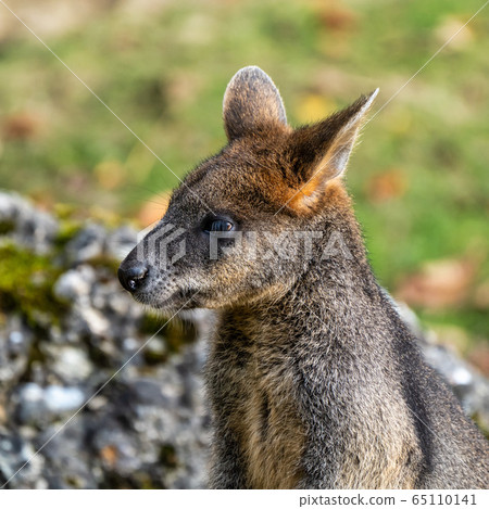 Swamp Wallaby, Wallabia bicolor, is one of the 65110141