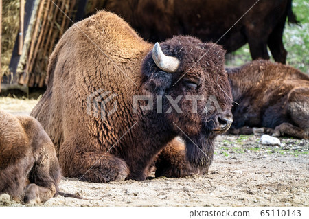 American buffalo known as bison, Bos bison in the 65110143