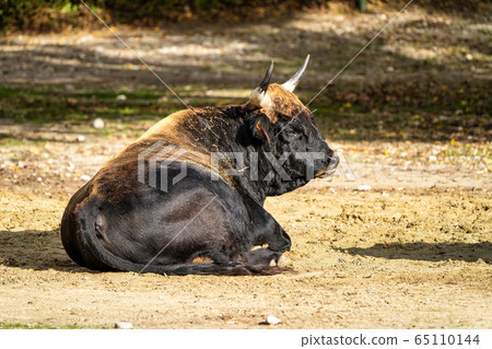 Heck cattle, Bos primigenius taurus or aurochs in 65110144