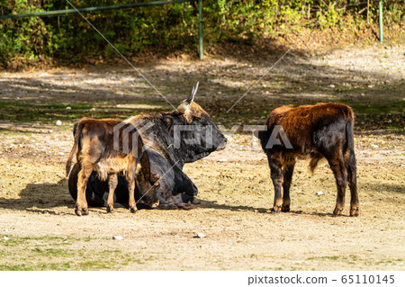 Heck cattle, Bos primigenius taurus or aurochs in 65110145