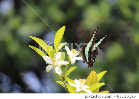 Blue-tailed swallowtail that came to suck nectar of sweet summer flowers 65110150