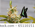 Blue-tailed swallowtail that came to suck nectar of sweet summer flowers 65110151