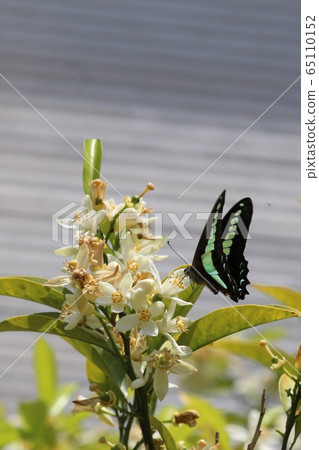 Blue-tailed swallowtail that came to suck nectar of sweet summer flowers 65110152
