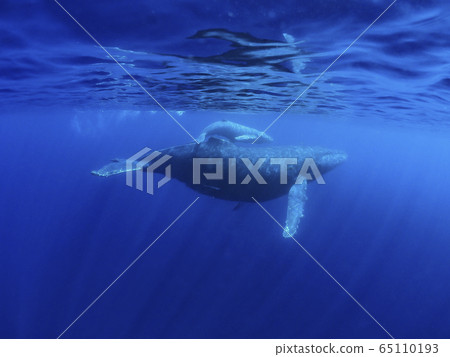 Parent and child of humpback whale Parent and child of humpback whale 65110193
