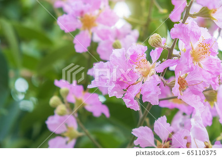 Queen's Flower or Inthanin flower in Thailand. Queen's Flower or Inthanin flower in Thailand. 65110375