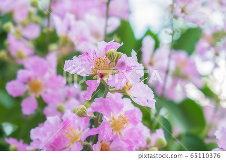 Queen's Flower or Inthanin flower in Thailand. Queen's Flower or Inthanin flower in Thailand. 65110376