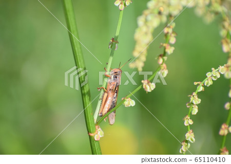 Patanga japonica Patanga japonica 65110410
