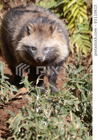 Raccoon dog 47 Raccoon dog 47 65110615