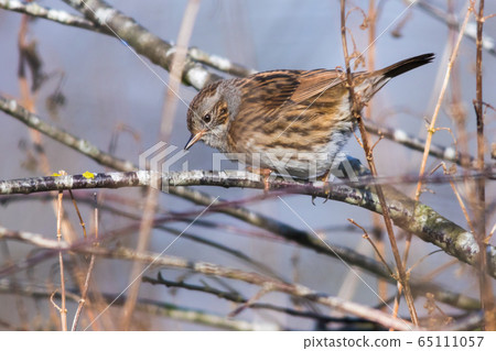 Dunnock (Prunella modularis) Dunnock (Prunella modularis) 65111057