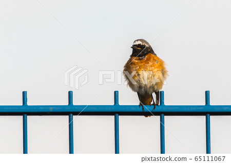 Common redstart (Phoenicurus phoenicurus) Common redstart (Phoenicurus phoenicurus) 65111067