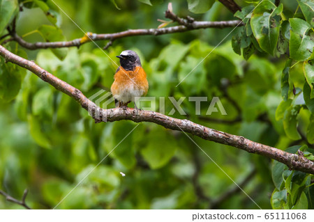 Common redstart (Phoenicurus phoenicurus) Common redstart (Phoenicurus phoenicurus) 65111068