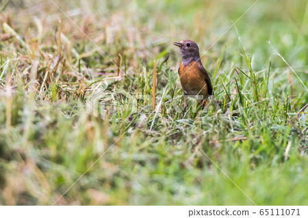 Common redstart (Phoenicurus phoenicurus) Common redstart (Phoenicurus phoenicurus) 65111071